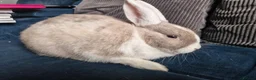 Lionhead rabbits for sale: Lion head  rabbits  - Advert 3