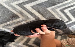 Cockapoo dogs for sale: Cockapoo puppys - Image 7