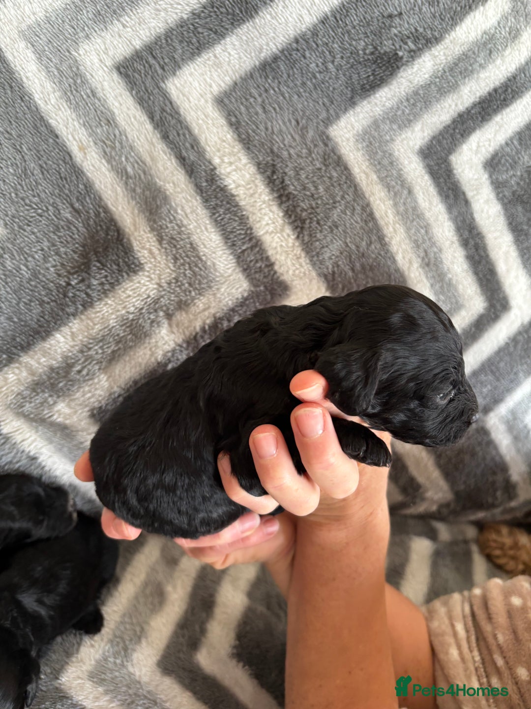 Cockapoo dogs for sale: Cockapoo puppys - Image 7