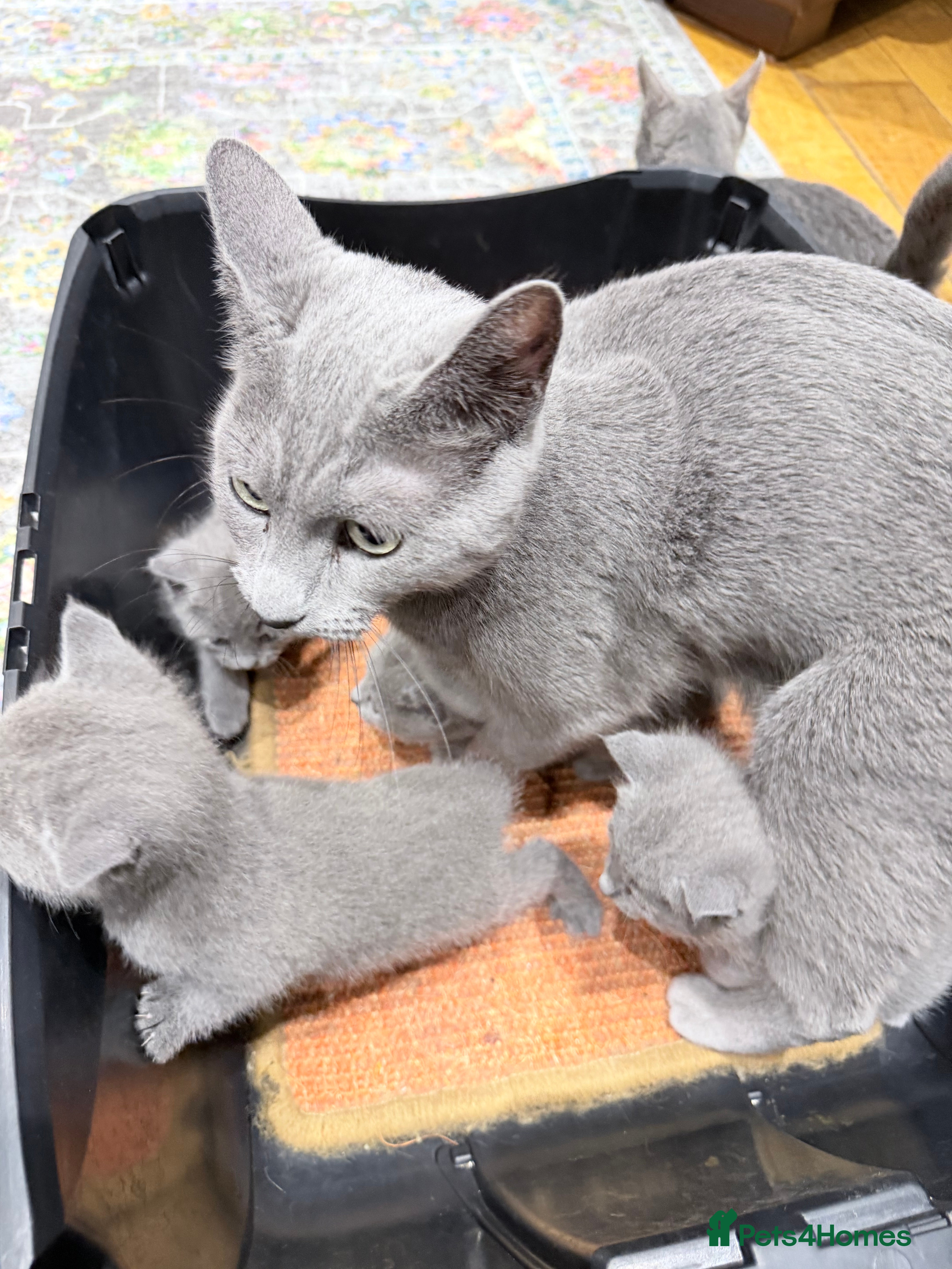 Russian Blue cats Russian blue kitten for sale,  Champion bloodline - Advert 2