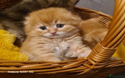 Scottish Fold cats for sale: Scottish fold looking for forever home - Image 8