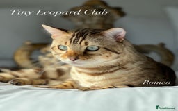 Bengal cats for sale: International Championship, Full Pedigree Bengals - Image 11