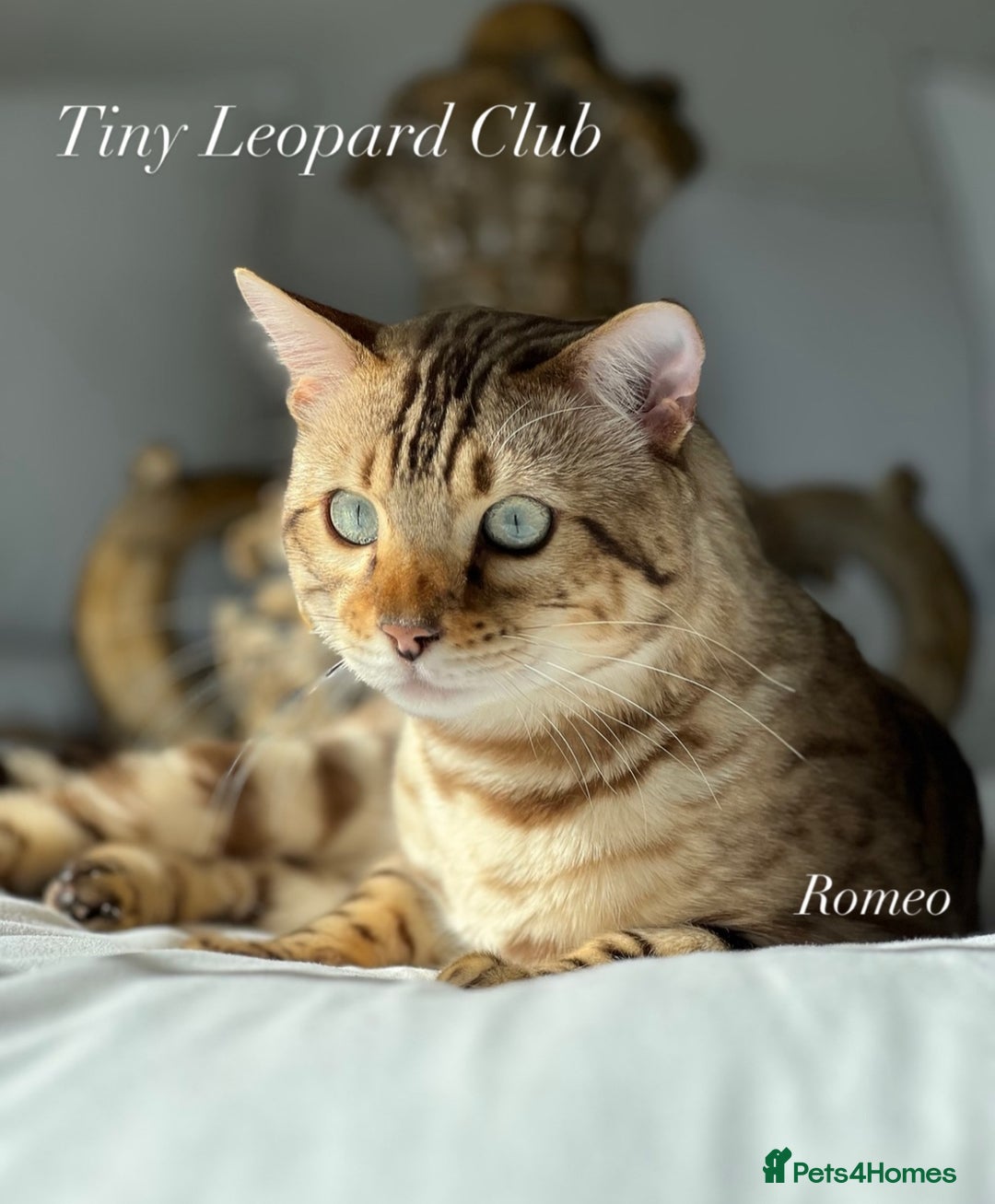 Bengal cats for sale: International Championship, Full Pedigree Bengals - Image 11