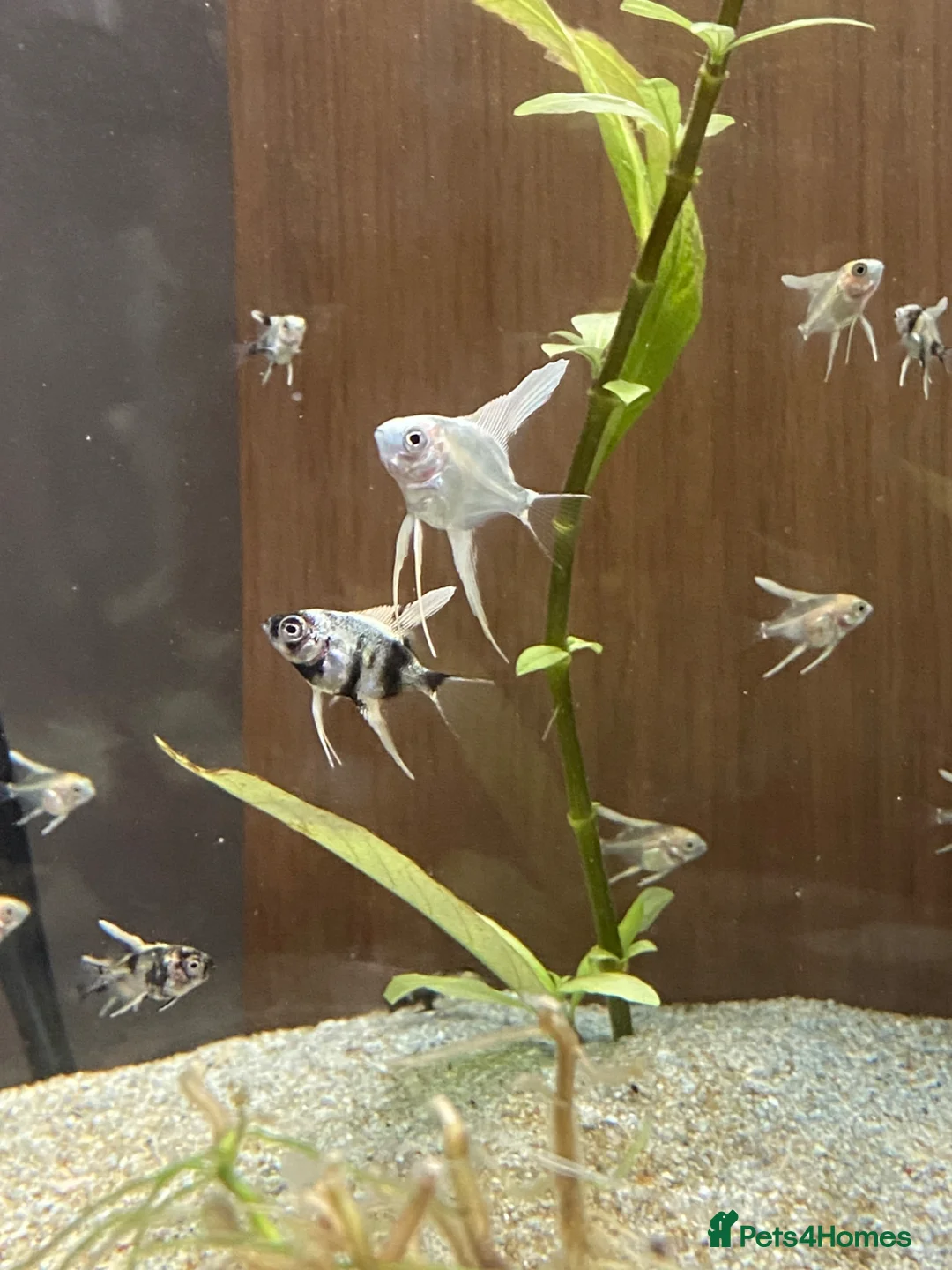 Angelfish fish for sale: Juvenile Platinum and Panda Angelfish in Huntingdon - Advert 1