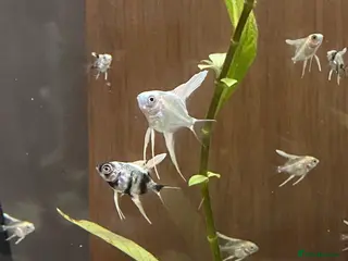 Angelfish fish Juvenile Platinum and Panda Angelfish - Advert 1