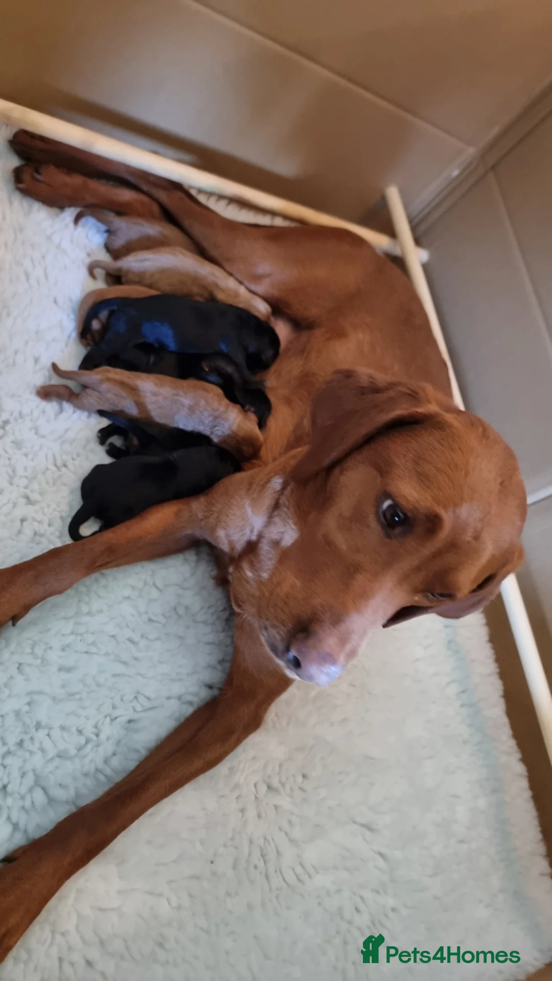 Labradoodle dogs for sale: Wonderful labradoodle puppies - Advert 1