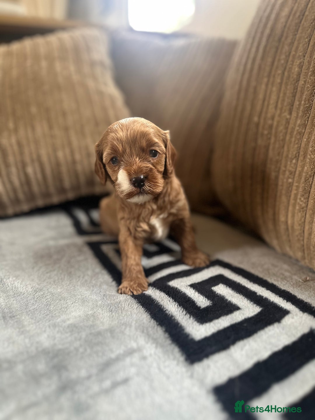 Cavapoo dogs for sale: 🐶 Beautiful Red Cavapoo Puppies – Ready November  - Image 14