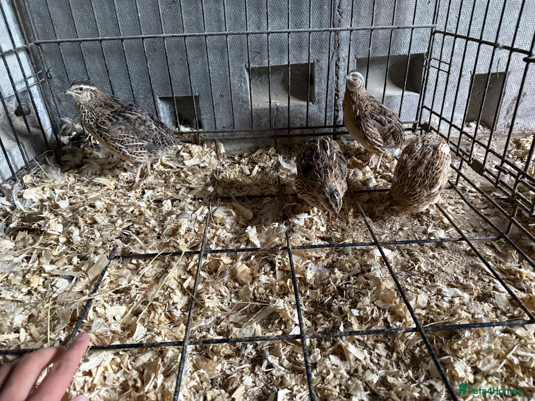 Quail poultry for sale: 4 Cotornix Quail - Advert 5