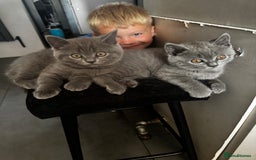 British Shorthair cats for sale: BeautifulScottish folds Ready now! Quality kittens - Image 1