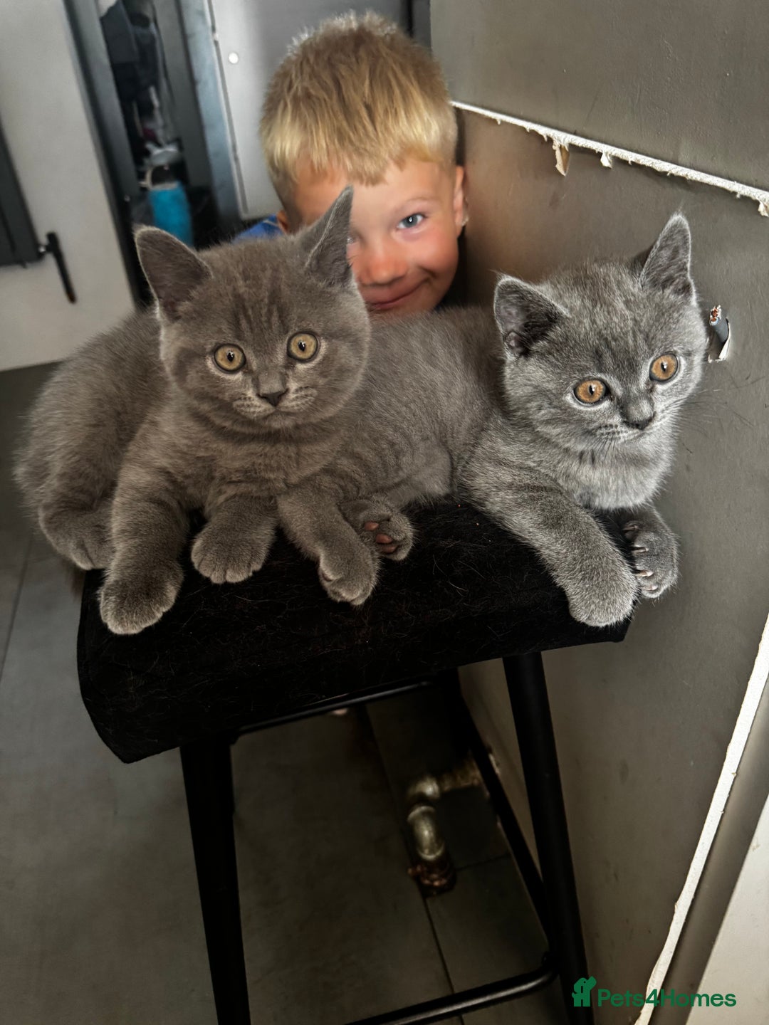 British Shorthair cats for sale: BeautifulScottish folds Ready now! Quality kittens - Image 1