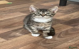 American Shorthair cats for sale: 3 KITTENS FOR SALE! READY TO LEAVE ASAP - Image 7