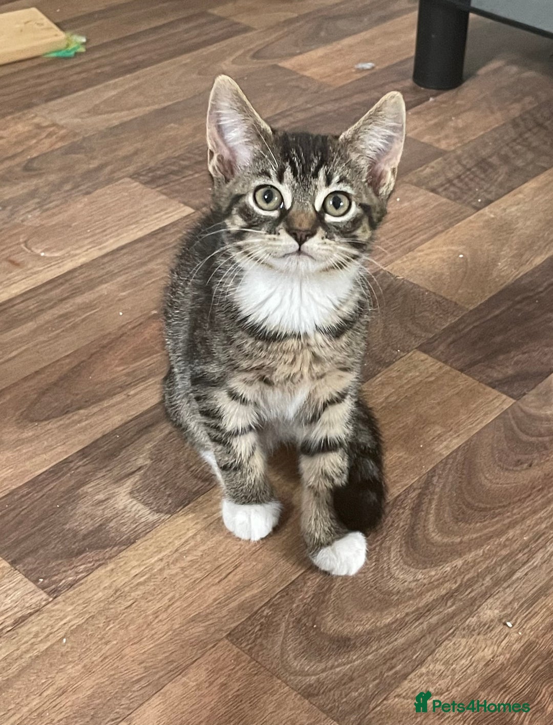 American Shorthair cats for sale: 3 KITTENS FOR SALE! READY TO LEAVE ASAP - Image 7