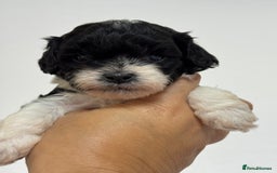 Cockapoo dogs for sale: Toy American Cockapoo girl available to reserve - Image 1