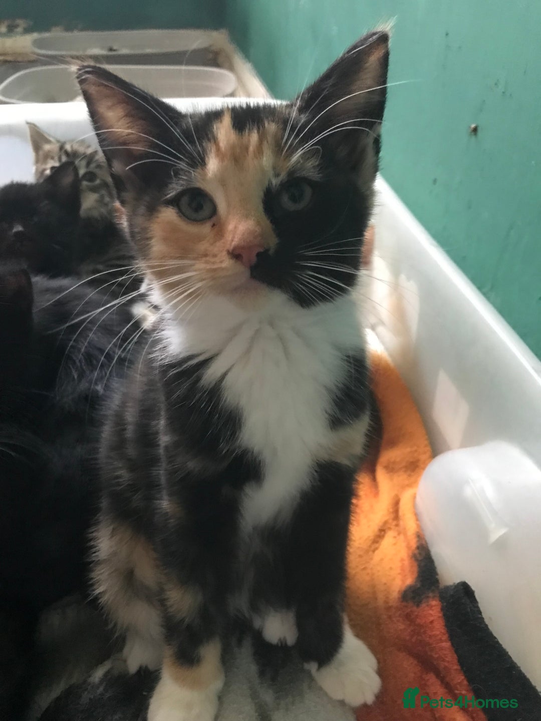 Domestic Shorthair cats for sale: 5 kittens ready to leave  - Image 10