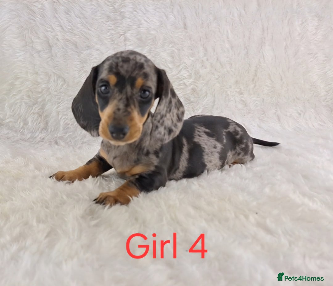 Miniature Dachshund dogs for sale: Beautiful Miniature Dachshund Puppies  - Image 2