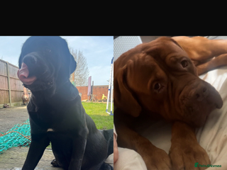 Mixed Breed dogs - Advert 5