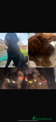 Mixed Breed dogs - Advert 2
