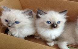 Ragdoll cats for sale: Top quality Ragdoll kittens for sales - Image 5