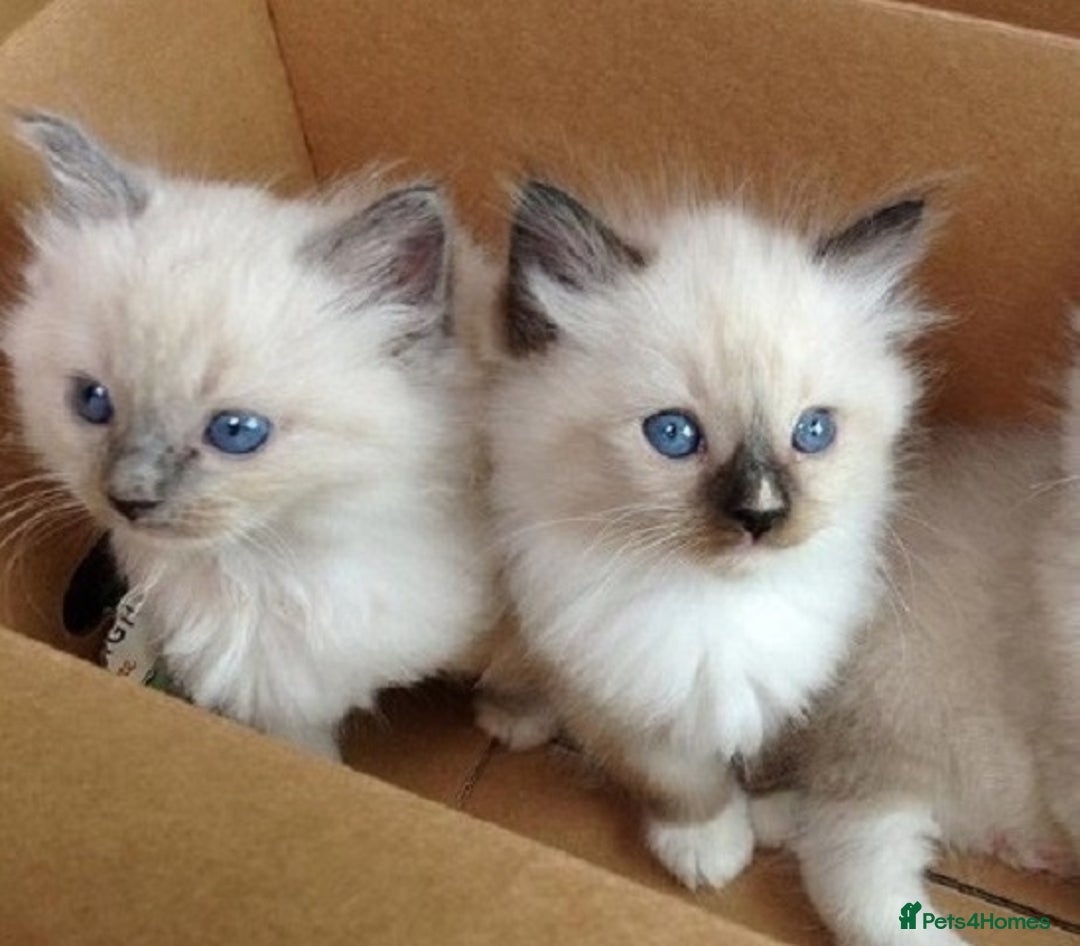 Ragdoll cats for sale: Top quality Ragdoll kittens for sales - Image 5