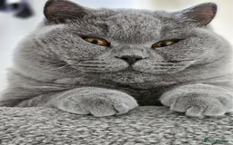 British Shorthair cats for sale: The loveliest calm boy Gandalf the Grey - Image 10