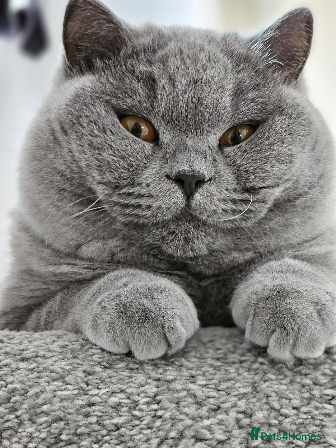 British Shorthair cats for sale: The loveliest calm boy Gandalf the Grey - Image 10