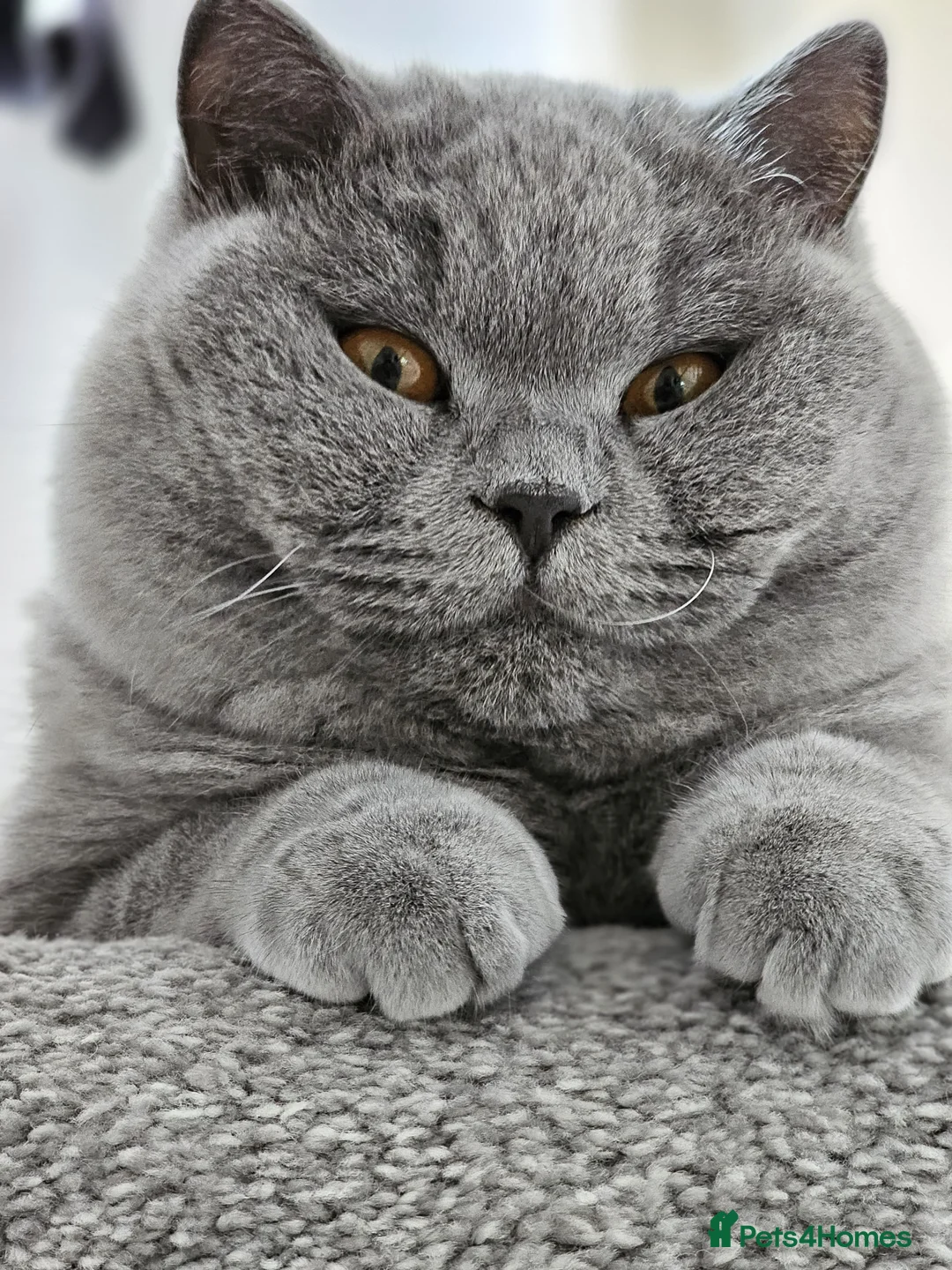British Shorthair cats for sale: Gorgeous Fluffy Cloud 3yr old Gandalf - Advert 10