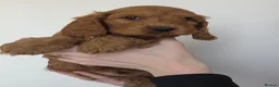 Cockapoo dogs for sale: Stunning f1 fox red cockapoos  - Advert 10