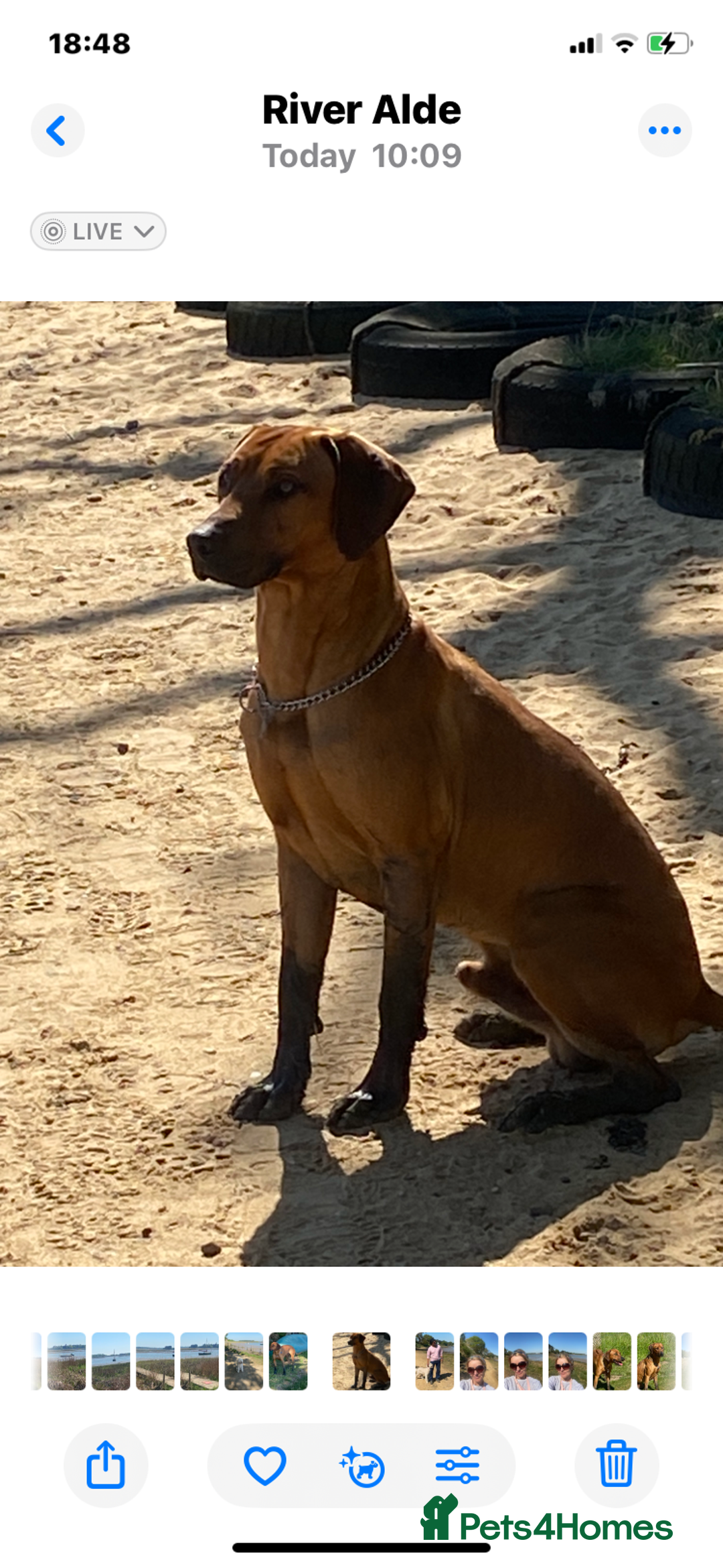 Rhodesian Ridgeback dogs for sale: Luca , 18 month old , wonderful boy - Image 3