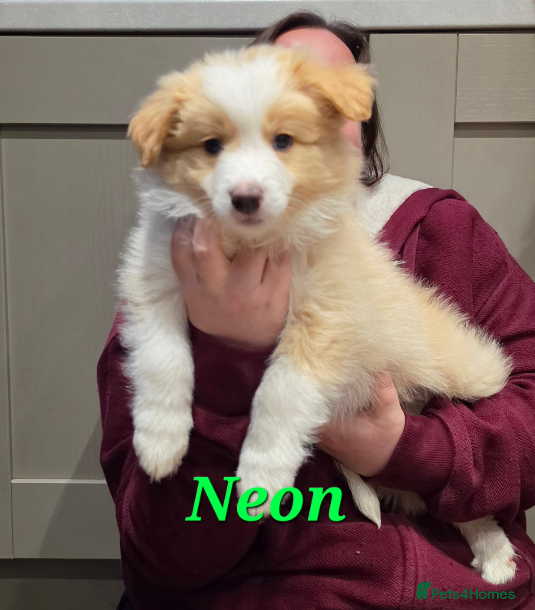 Border Collie dogs Beautiful EE-Red/Golden Long Haired Border Collies - Advert 2