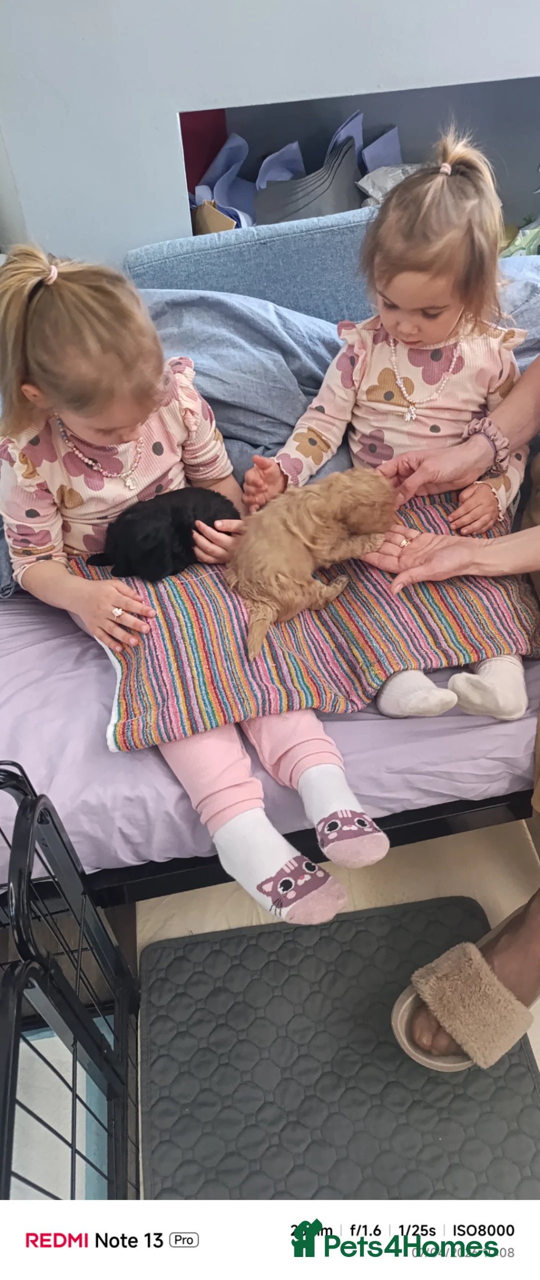 Miniature Poodle dogs for sale: Mini Poodle - Advert 2