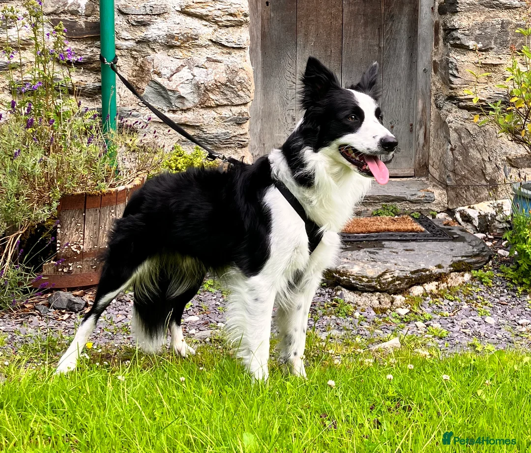Border Collie dogs for sale: Male Border Collie 4 years - Advert 1