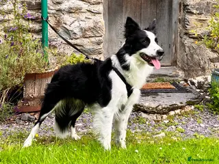 Border Collie dogs Male Border Collie 4 years - Advert 6