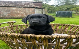 Labrador Retriever dogs for sale: Two Beautiful KC RegisteredLabrador Boys for Sale  - Image 3