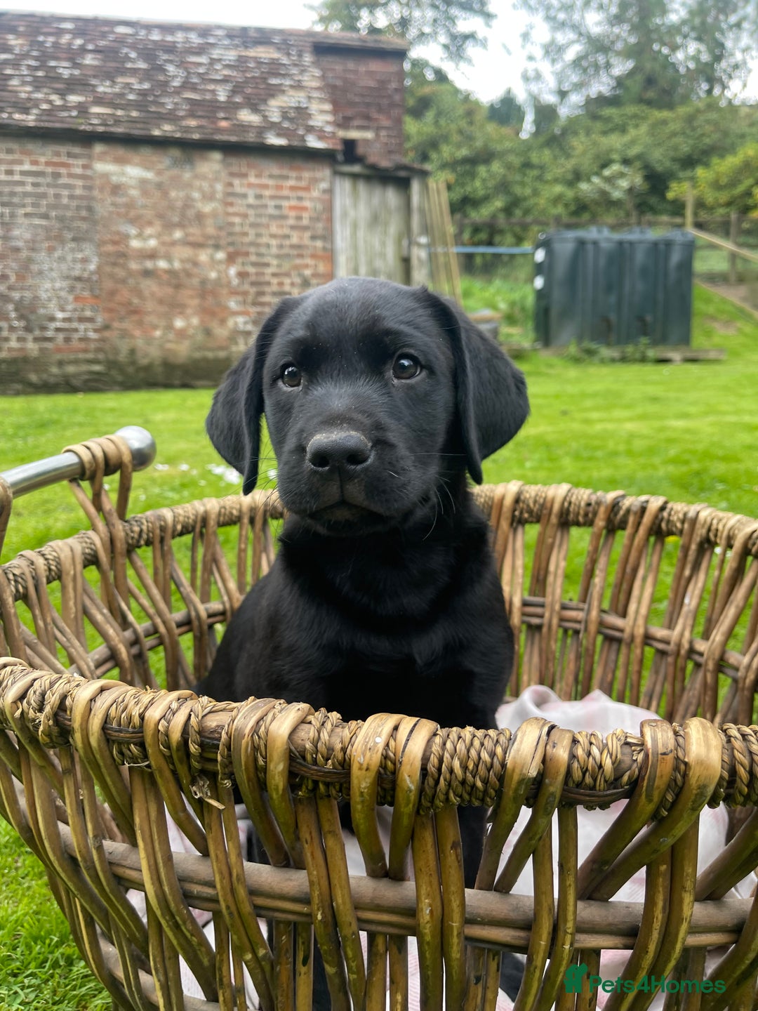 Labrador Retriever dogs for sale: Two Beautiful KC RegisteredLabrador Boys for Sale  - Image 3