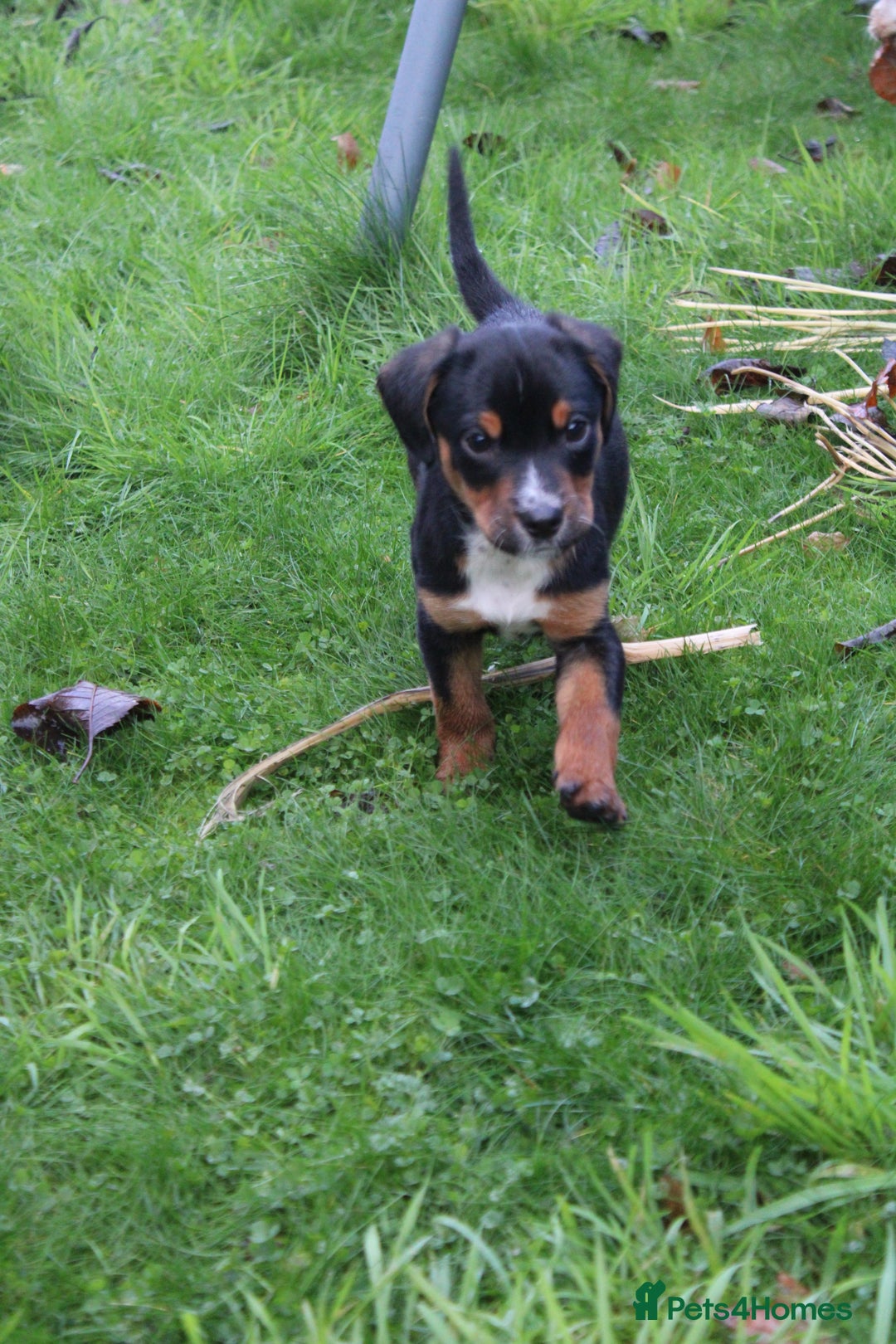 Mixed Breed dogs for sale: Cocker x Kelpie Puppies - Advert 11