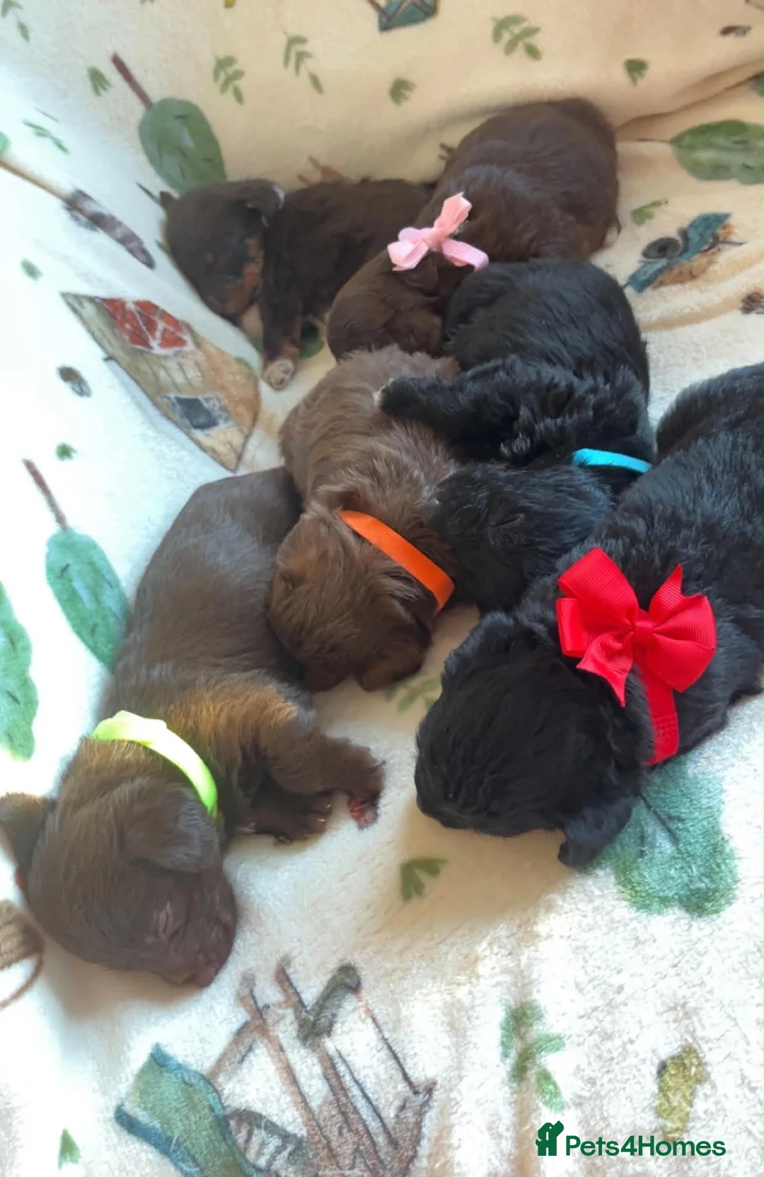 Jackapoo dogs for sale: 6 Beautiful Toy Jackapoo Puppies  in Brighton - Advert 7