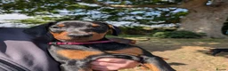 Dobermann dogs for sale: KC REGISTERED DOBERMANN PUPS – EXCEPTIONAL LITTER - Advert 6