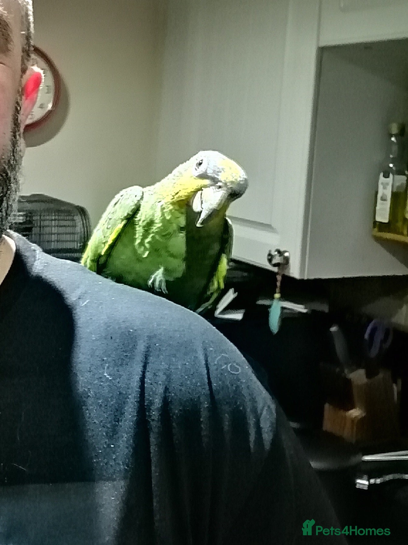 Parrots birds Here's Eduardo - Advert 3