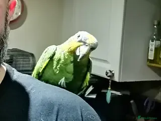 Parrots birds Here's Eduardo - Advert 1