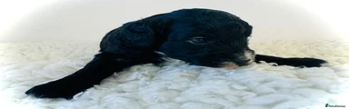Cockapoo 2