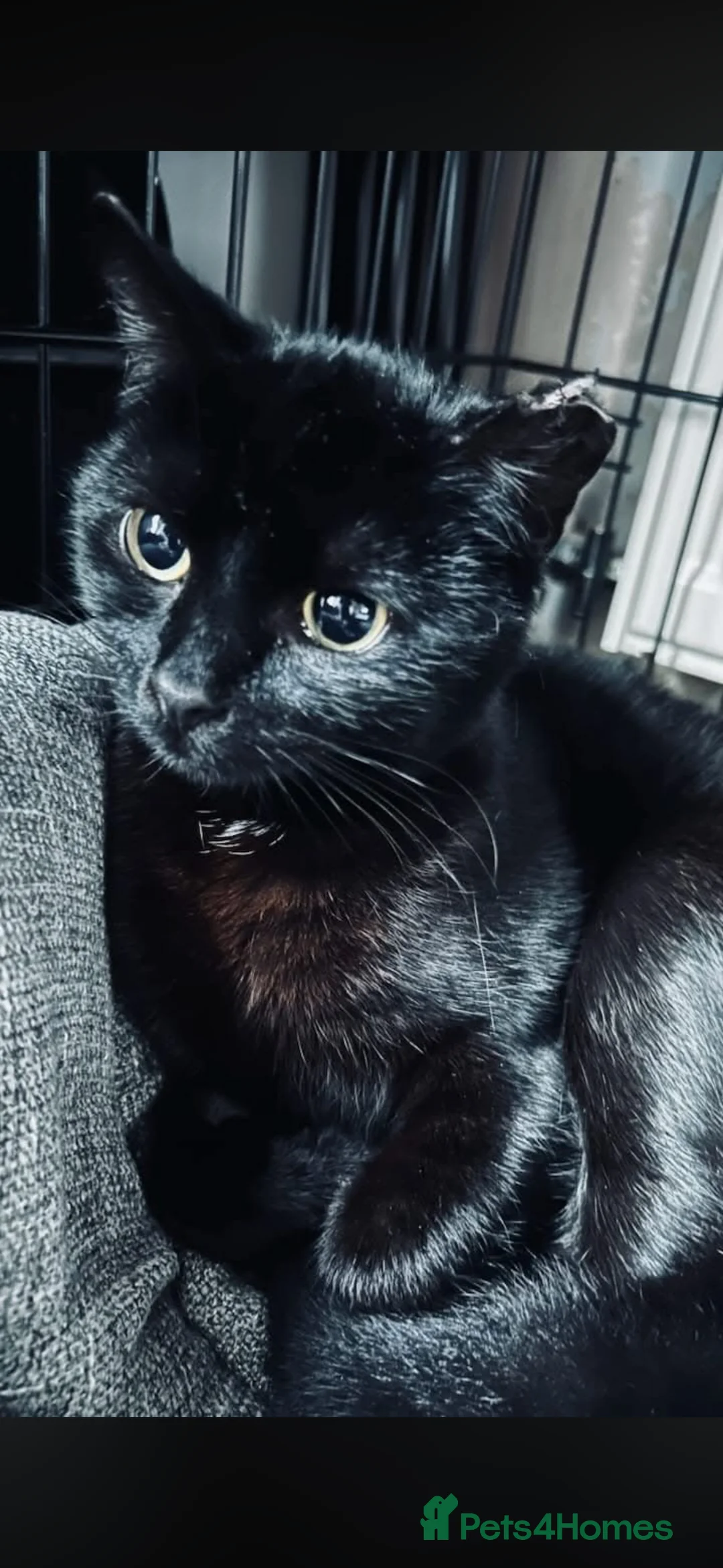 Mixed Breed cats for sale: Rescue cats- kittens and adults 🧡 - Advert 2