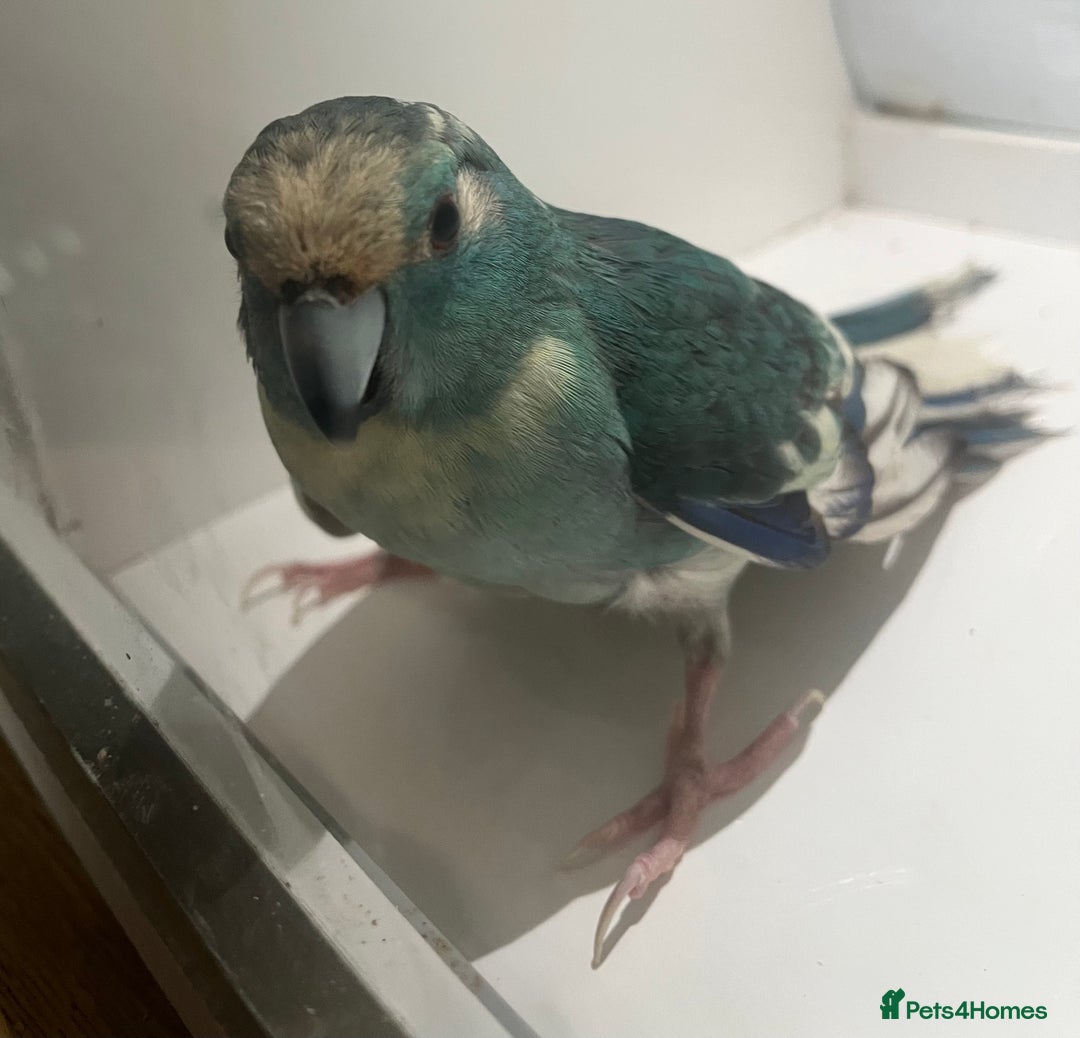 Parakeets birds for sale: Kakariki - Image 1