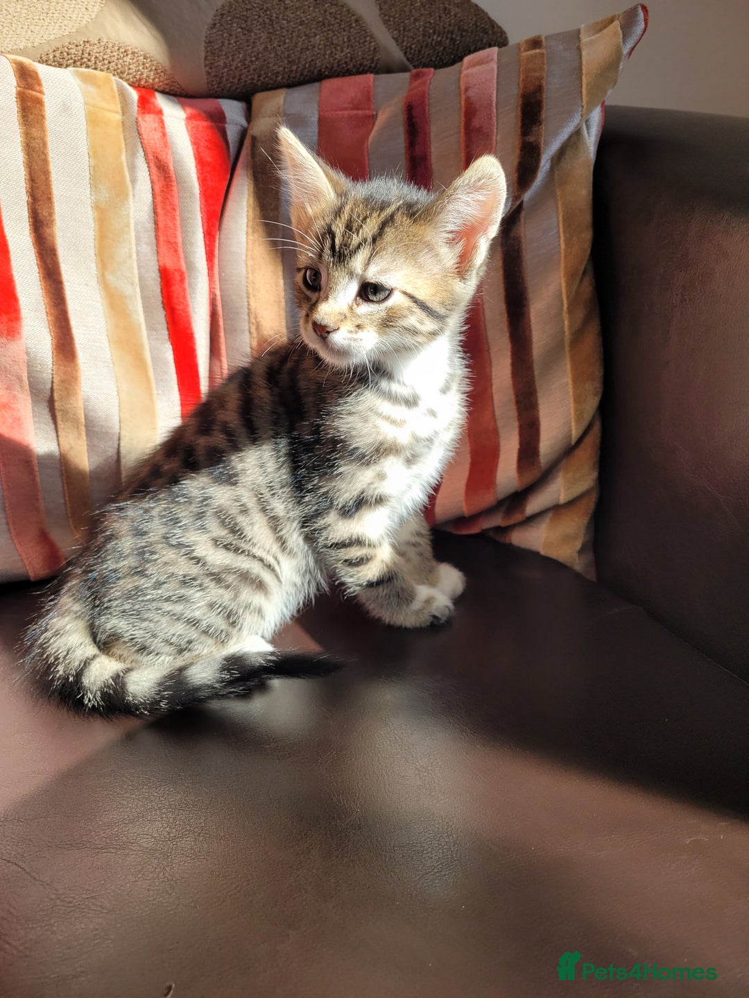 Domestic Shorthair cats for sale: Lovely tabby boy  - Image 8