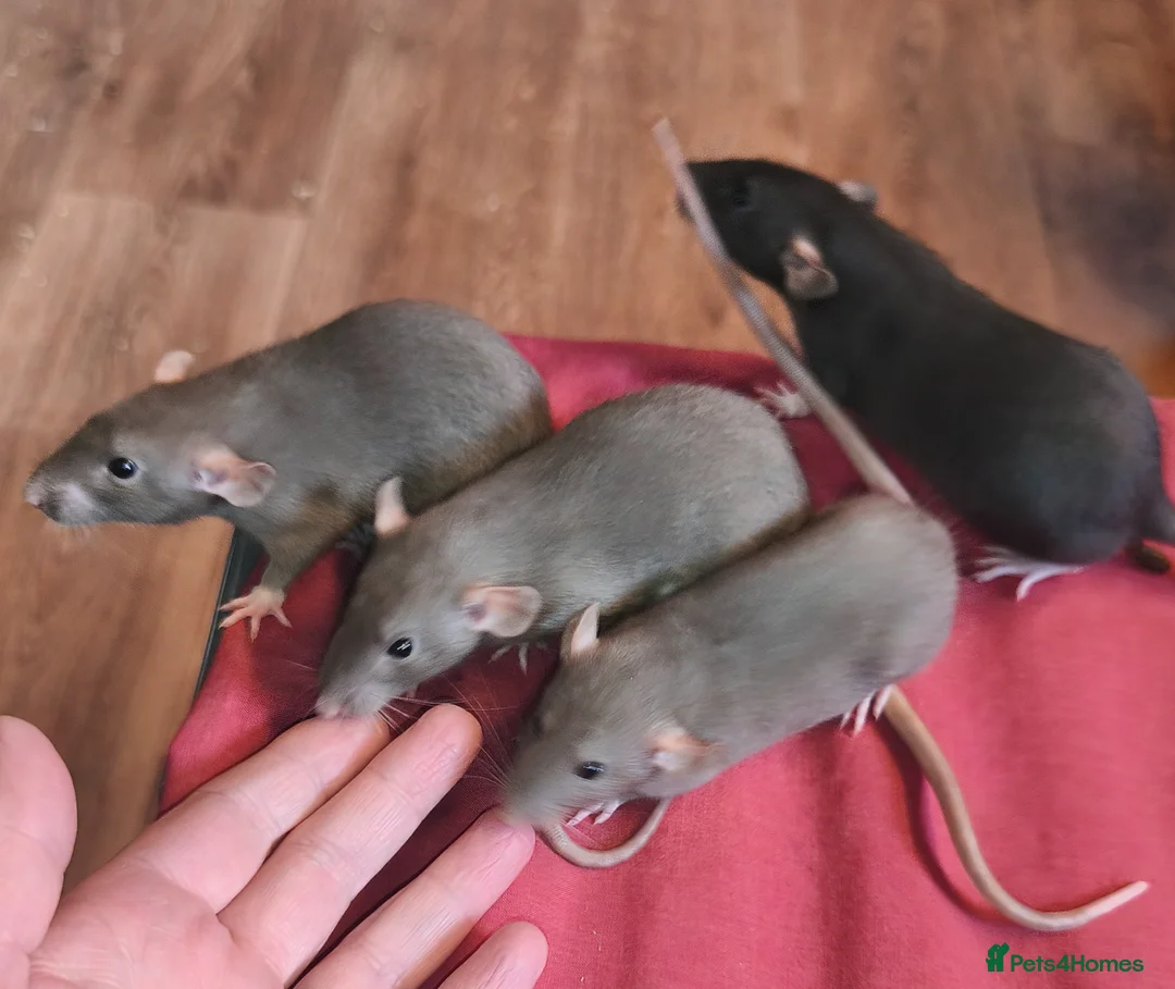 Rat rodents for sale: Male and female Dumbo rats - Advert 2
