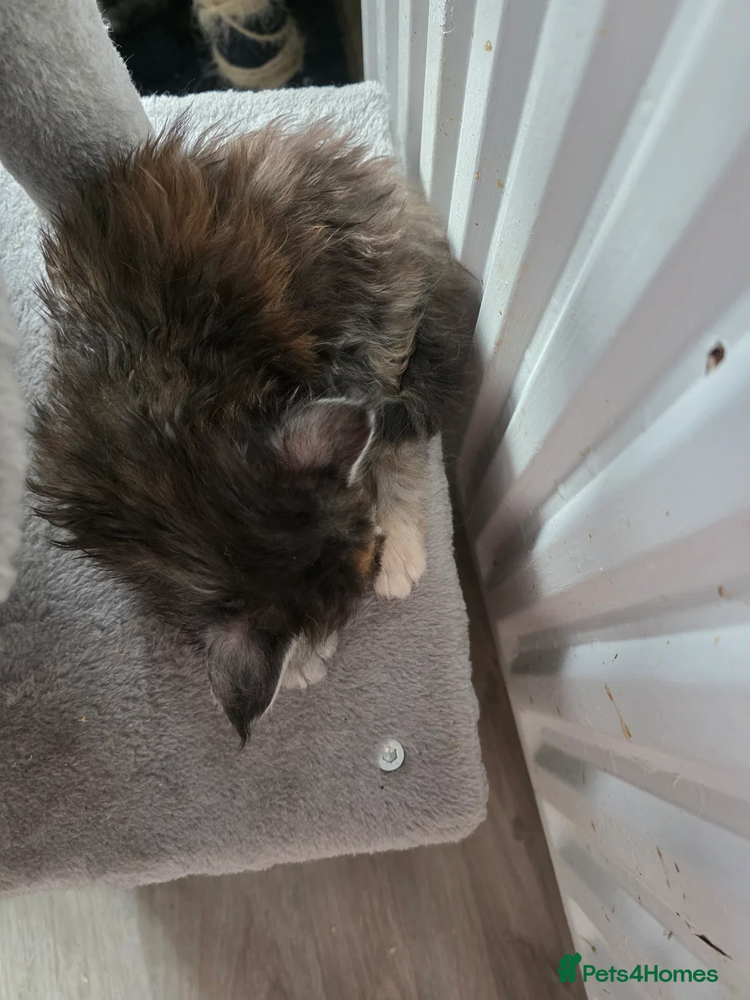 Maine Coon cats for sale: STUNNING MAINE COON KITTENS  - Advert 24