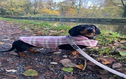 Miniature Dachshund dogs for sale: KC Reg, Health tested, miniature Dachsund Puppies - Image 4