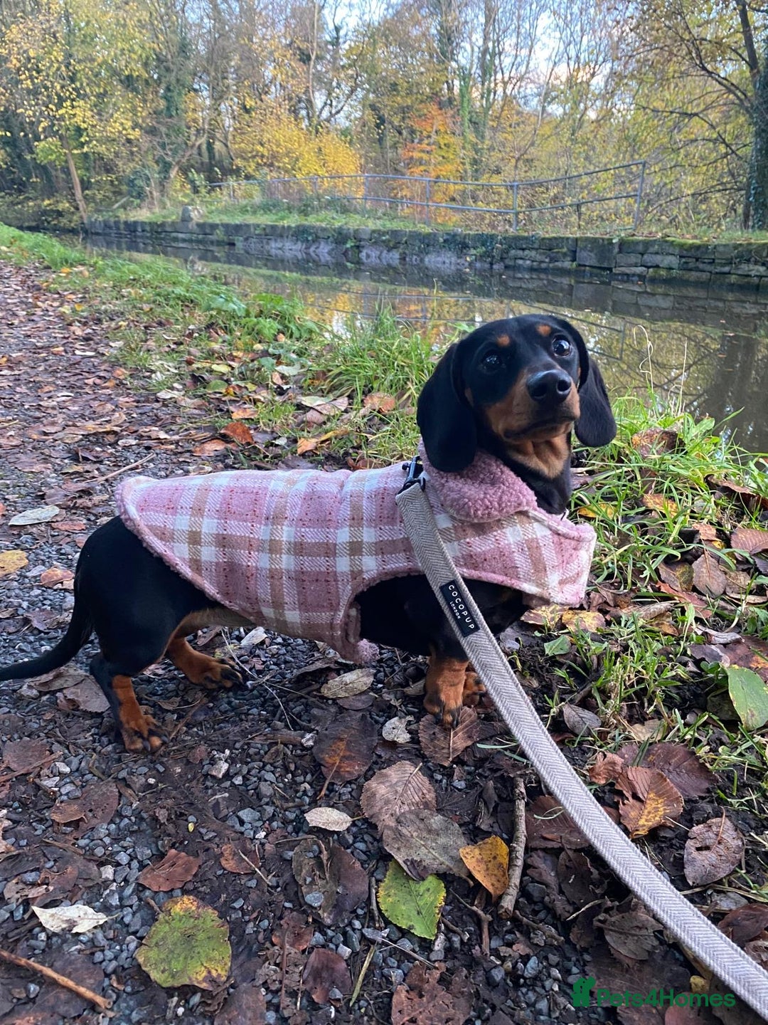 Miniature Dachshund dogs for sale: KC Reg, Health tested, miniature Dachsund Puppies - Image 4