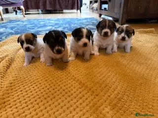 Jack Russell dogs Beautiful Farm Bred Jack Russell Puppies - Advert 9