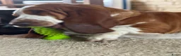 Basset Hound dogs for sale: Basset Hound Boy looking for a loving home❤️ in Swindon - Advert 7