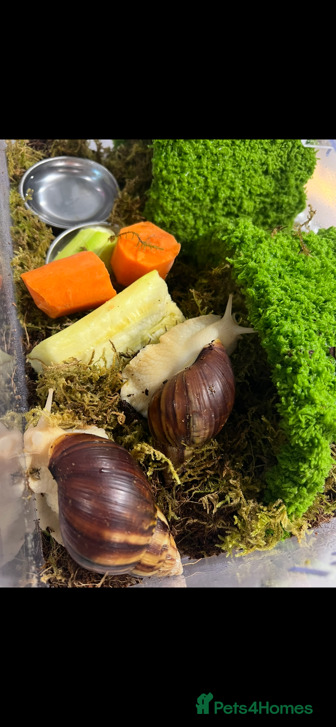 Snails invertebrates 2 Albino white African land snails  in Southampton - Advert 4